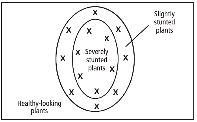 Pattern for sampling a problem area in the lawnpng